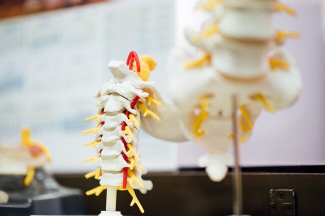 Lab model of spinal cord
