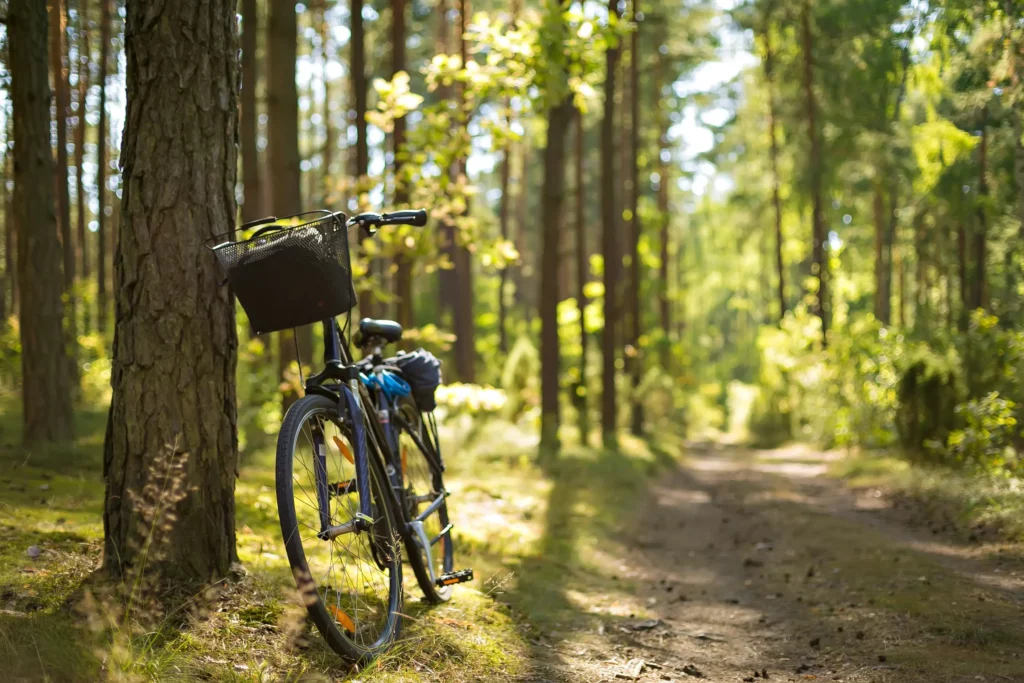 bike in the forest 2023 11 27 05 14 12 utc
